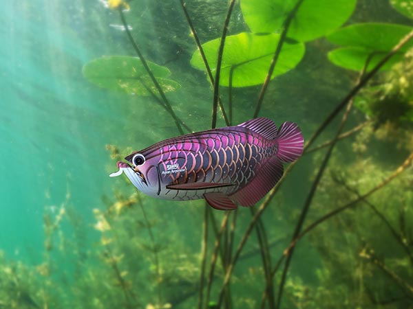 EUGY Asian Arowana - Image 6