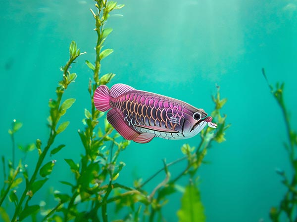 EUGY Asian Arowana - Image 7